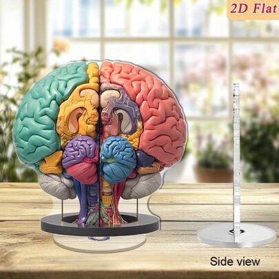 2 piezas Modelo anatómico del cerebro 2D plano de 0,3 cm de grosor con base giratoria de 360° - Decoración de escritorio de alta calidad en acrílico con regiones cerebrales codificadas de forma natural y vibrante, para exhibición educativa, decoración de oficina y aprendizaje, uso en interiores/exteriores
