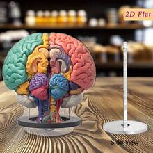 2D 平面 0.3 厘米厚，2 个可旋转 2D 解剖大脑模型 - 高品质亚克力桌面装饰，带有生动自然编码的大脑区域，360° 旋转底座，用于教育展示、办公室和学习装饰、室内/室外使用，2D 平面 - 多色A - 查看 8