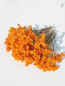 Orangefarbenes Kristallgras 1