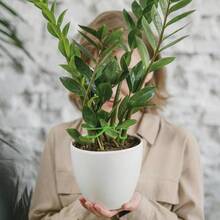 4PCS Turtle-Backed Bamboo Holder, Supporting Anti-Lodging Spring Feather Bracket Branches, Closing Flower Pot Frame Gardening Flowers Arum Green Plants