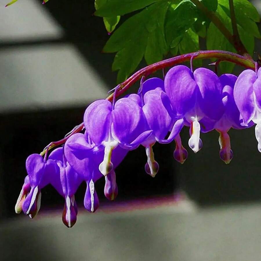 174 piezas de semillas de corazón sangrante, semillas de flores moradas raras, semillas de colores mixtos, flores de corazón, capullos de crisantemo morados, flores de arpa, plantas ornamentales perennes, bajo costo de mantenimiento - 174 - Ver 1