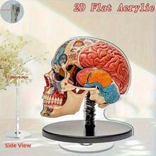 2D 平面 0.3 厘米厚，2 个可旋转 2D 解剖大脑模型 - 高品质亚克力桌面装饰，带有生动自然编码的大脑区域，360° 旋转底座，用于教育展示、办公室和学习装饰、室内/室外使用，2D 平面 - 多色A - 查看 2