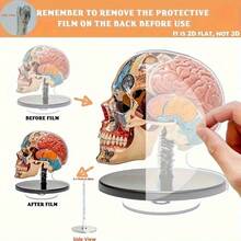 2D 平面 0.3 厘米厚，2 个可旋转 2D 解剖大脑模型 - 高品质亚克力桌面装饰，带有生动自然编码的大脑区域，360° 旋转底座，用于教育展示、办公室和学习装饰、室内/室外使用，2D 平面 - 多色A - 查看 4