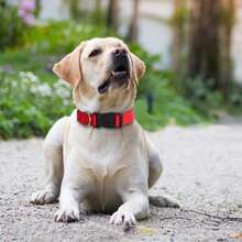 Conjunto de 5 coleiras de cabra com sinos, sino de vaca para pastoreio de ovelhas e cabras, conjunto de coleiras de nylon ajustáveis, sino de cobre alto anti-perda para animais de estimação, adequado para pequenos animais de fazenda, ovelhas, cabras e vacas