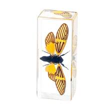 1 件大型盒装昆虫标本套装，包括真正的 8 条腿巨型蜘蛛、蝗虫、竹节虫、螳螂、甲虫、螃蟹、千足虫和巨型蝎子树脂水晶工艺品，50 多个永久保存的巨型蜈蚣有毒动物模型