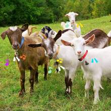 Conjunto de 5 coleiras de cabra com sinos, sino de vaca para pastoreio de ovelhas e cabras, conjunto de coleiras de nylon ajustáveis, sino de cobre alto anti-perda para animais de estimação, adequado para pequenos animais de fazenda, ovelhas, cabras e vacas