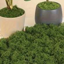 200/100/50g Artificial Moss Decoration - Realistic Greenery - Perfect For Micro Landscapes, Window Decor, And Design Layouts,Faux Moss Bionic Artificial Moss, Green Moss Micro Landscape Decor, DIY Green Plant For Lawn Potted Plant Paving Landscape Decoration, Outdoor Garden Yard Decor,Fake Plants ﻿