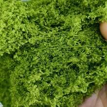 200/100/50g Artificial Moss Decoration - Realistic Greenery - Perfect For Micro Landscapes, Window Decor, And Design Layouts,Faux Moss Bionic Artificial Moss, Green Moss Micro Landscape Decor, DIY Green Plant For Lawn Potted Plant Paving Landscape Decoration, Outdoor Garden Yard Decor,Fake Plants ﻿