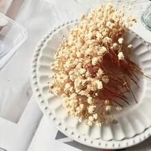 Milchweißes Schleierkraut 2