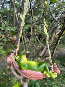 1 قطعة زخرفة ضفدع متأرجح إبداعية، قلادة منظر طبيعي خارجي جميلة، مناسبة للاستخدام الخارجي والفناء والحديقة والشجرة وأصيص الزهور في الشرفة، أفضل هدية للأصدقاء خلال المناسبات