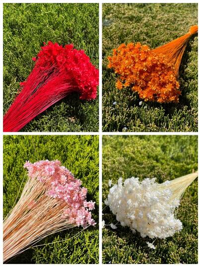 30/60/100/200 Stücke naturfarbene getrocknete Teerblüten, Hochzeitsdekoration, Heimdekoration, getrocknete Sternblumen, Blumenarrangement, Hochzeitsblumen, weiß 18g Teerblüten in Naturfarbe, getrocknete Blumen, Hochzeitsdekoration, Heimdekoration, getrocknete Sternblumen, Blumenarrangement