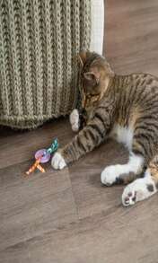 Catstages Dental Strawberry Teether, Soft And Textured Cat Chew Toy, Catnip Oil Coating, Pink - MàuC - Xem 7