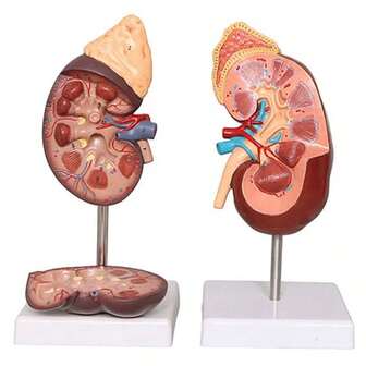 Human Heart Model, Anatomically Accurate Numbered 2-Part Life Size Heart Medical Model With 34 Anatomical Structures, Held Together With Magnets On Base