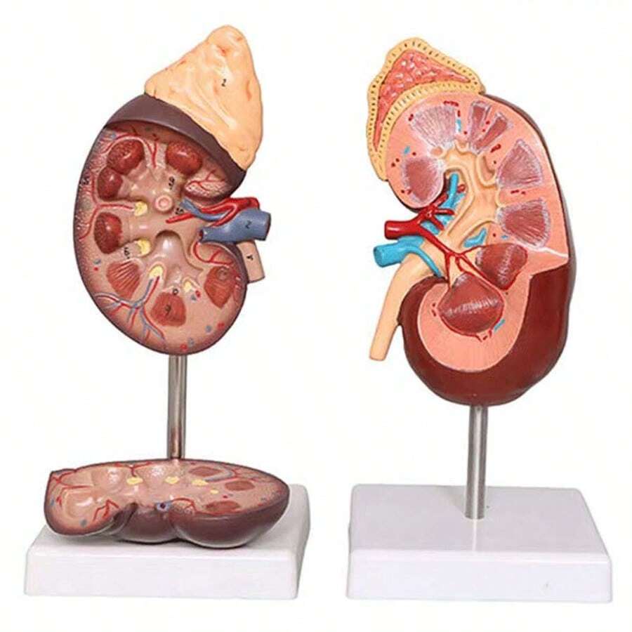 人体心脏模型，解剖结构精确，编号分两部分，真人大小，包含34个解剖结构，底座通过磁铁固定。 - colorful - 查看 1