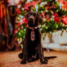 Adjustable Christmas Pet Bow Tie, Santa Claus, Christmas Tree, Snowman Designs, Suitable For Small Dogs And Cats, Pet Accessories For Christmas Eve Party Decoration