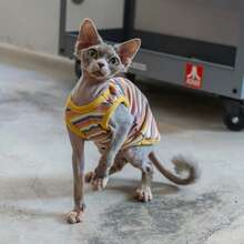 Maillard Color Pet Clothes For Hairless Cats, Sphynx & Devon Rex Cats, Elastic Criss-Cross Striped Elastic Vest, Summer - Blue - View 13