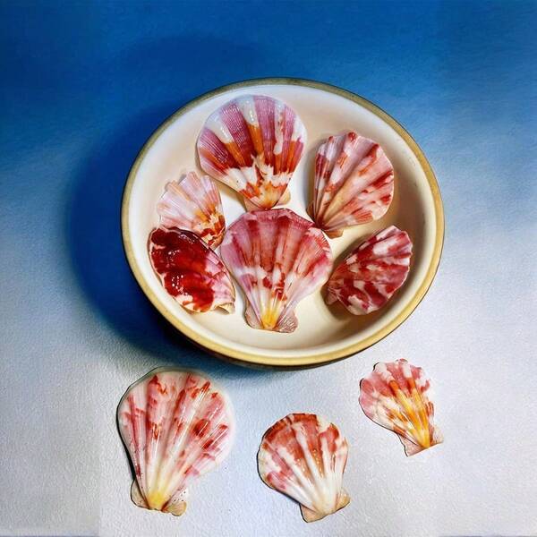 1 pacote (30g) de conchas naturais coloridas de vieira de 3-5 cm, espécime decorativo - adequado para decoração de interiores, artesanato faça você mesmo, substrato de aquário, álbum de fotos para pendurar na parede