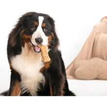 Willjoy Dog Chew Toys For Aggressive Chewers, Tough Dog Toys For Aggressive Chewers, Pine Wood And Nylon Indestructible Dog Toy, Bacon Flavor Large Dog Toys To Keep Them Busy - 2 件裝 DuraDumbs - 查看 10