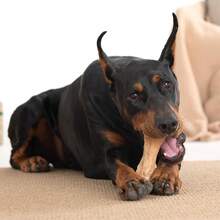 Willjoy Dog Chew Toys For Aggressive Chewers, Tough Dog Toys For Aggressive Chewers, Pine Wood And Nylon Indestructible Dog Toy, Bacon Flavor Large Dog Toys To Keep Them Busy - 1 包 DuraDumb - 查看 9