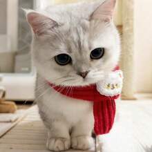 Cachecol Quente de Tricô para Cães e Gatos Pequenos - Macio e Elástico, Design Aconchegante de Natal com Estampas Xadrez e Listradas, Lavar à Mão Apenas, Acessório Aquecedor de Pescoço para Outono e Inverno