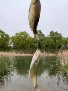 1pc Durable Stainless Steel Bait Cage, Easy Fishing - Great For Holding Bait And Chumming