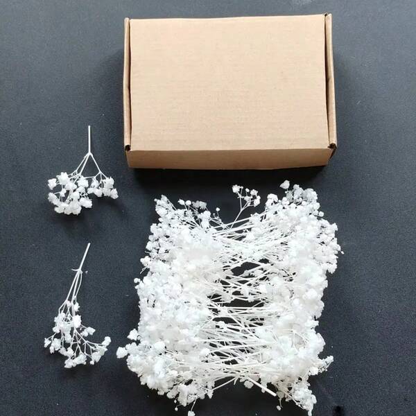 25/50/100/200/300 Stücke natürliche getrocknete Schleierkraut Blumen - elegante konservierte Schleierkraut, geeignet für Zuhause, Büro, Hochzeit, Weihnachten, Halloween Party, Basteln - wartungsfrei, geeignet für Personen ab 14 Jahren