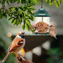 MEZCLA P/AVES SILVESTRES Y DE HOGAR 900 G - 900 g (Paquete de 1) - Ver 5