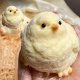 Pollito amarillo