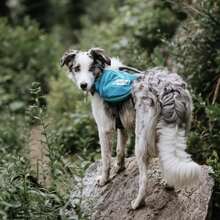 Kyjen Outward Hound The Quick Release Dog BackPack (Assorted, Medium) - MàuA - Xem 7