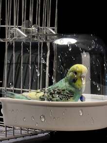 Baño de pájaros grande y transparente, adecuado para cacatúas, loros, periquitos, inseparables, accesorios de baño - Multicolor - Ver 8