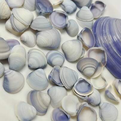 60pcs Purple Natural Conch Shells - Perfect For DIY Ocean-Themed Decor, Wishing Bottles, Aquarium Landscaping & Handmade Gift Boxes