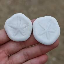 Muszla jeżowca z piaskiem – elegancka dekoracja domu, kreatywne ozdoby, ciasteczka z muszli w stylu nadmorskim