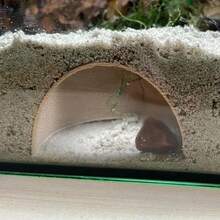 水下洞穴藏身处，适合小鱼和虾，空心鱼庇护所，繁殖巢，水族馆圆顶隧道 - 鱼类和爬行动物的藏身之处，用砾石装饰以增强水下可见度 - 彩色 - 查看 2