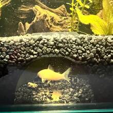 水下洞穴藏身处，适合小鱼和虾，空心鱼庇护所，繁殖巢，水族馆圆顶隧道 - 鱼类和爬行动物的藏身之处，用砾石装饰以增强水下可见度 - 彩色 - 查看 6