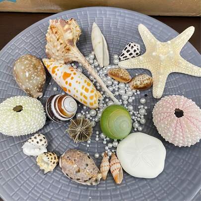 Sand Money Sea Urchin Shell - Elegant Home Decoration, Creative Ornaments, Conch Shell Biscuits For Coastal Theme