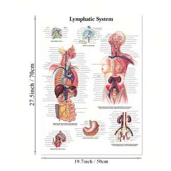 1pc Unframed Canvas Poster, Wall Art Muscle System Human Anatomy Diagram, Medical Education Supplies HD On Canvas Posters, Home Decor, Wall Art Picture For Science Medicine Room Decor