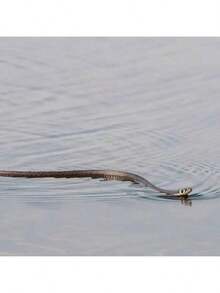 Ultimate Prank Snake Set - Realistic Rubber Snake With Ruler, Rope And Clips, Great For Funny Pranks With Friends And Family, Suitable For Parties And Outdoor Activities - Multicolor - View 8