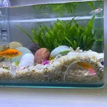 水下洞穴藏身处，适合小鱼和虾，空心鱼庇护所，繁殖巢，水族馆圆顶隧道 - 鱼类和爬行动物的藏身之处，用砾石装饰以增强水下可见度 - 彩色 - 查看 5