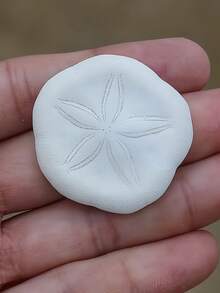 Muszla jeżowca z piaskiem – elegancka dekoracja domu, kreatywne ozdoby, ciasteczka z muszli w stylu nadmorskim