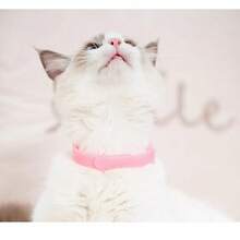 1PCS Pet Cat Dog Flea Collar Lice Mosquito Hate Smell Collar Kangtai Collar, Pet Mosquito Repellent Collar, Dog Stuff, Dog Collar, Cat Stuff, Collars - Random - View 2