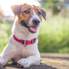 Collar de perro rosa fuerte, collares básicos para perros con collar de nylon transpirable de liberación rápida para cachorros, perros pequeños, medianos y grandes, niña - Rosa Fucsia - Ver 6