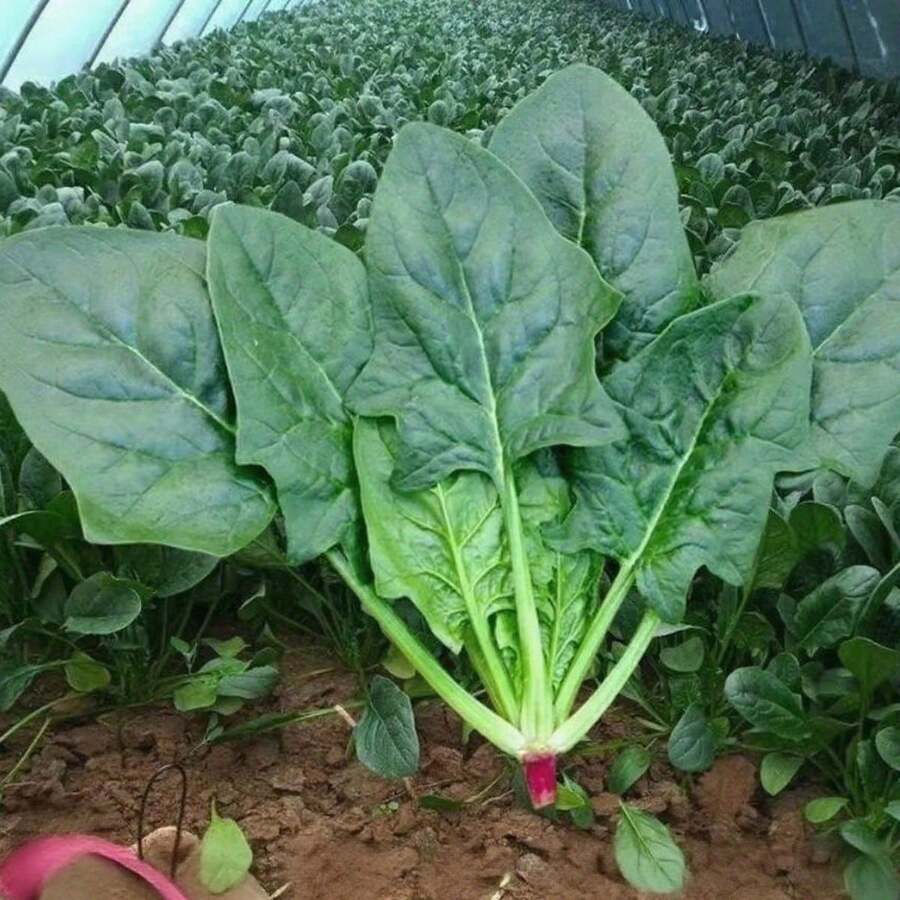 "1.Semillas de Espinaca de Hoja Grande Aproximadamente 500 Granos, Ideal para Huertas Caseras y Ensaladas Mexicanas, Se Complementa con Semilla de Chile y Semillas de Flores para Sembrar​ 2.Semillas de Espinaca de Hoja Grande (≈500 Granos) – Perfectas para Cultivo en Macetas y Jardines Urbanos, Acompaña con Pasto para Sombra y Semillas de Flor​ 3.Semillas de Espinaca de Hoja Grande Aproximadamente 500 Granos, Adaptables a Climas Templados de México, Combina con Semillas de Flores para Sembrar en Tu Espacio Verde​ 4.Semillas de Espinaca de Hoja Grande (500 Granos Aprox.) – Adecuadas para Huertas Comunales y Cocinas Caseras, Se Une a Semilla de Chile y Pasto para Sombra​ 5.Semillas de Espinaca de Hoja Grande Aproximadamente 500 Granos, Ideal para Guisos y Platillos Saludables, Complementa con Semilla de Tomate Cherry y Semillas de Flores para Sembrar" - Multicolor - Ver 1