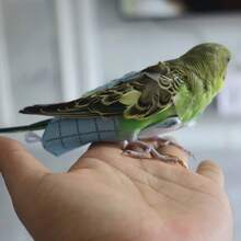 1 件鹦鹉尿布、可调节鸟尿裤收集器、宠物鸟用品