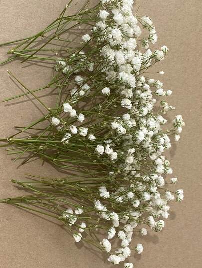 25/50/100/300 unidades de mini flores de mosquitinho e outras flores secas - para molde de resina, artesanato, buquê de flores brancas marfim para acessório de cabelo, guirlanda de casamento, vaso de mesa, decoração de casa