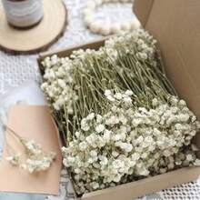 1 Box Bulk Green Stem & White Gypsophila Dried Flowers, DIY Material, Holiday Gift, In Stock Hot