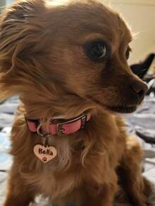 [Customized] 1 Pc With Elegant Gift Box Personalized Hollow Paw Print Heart-Shaped Stainless Steel Pet ID Tag, Can Customize Pet Name On Front, Contact Info & Address On Back, Anti-Lost Pet ID Tag Suitable For Small, Medium And Large Dogs And Cats