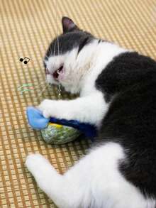 Juguete para gato con pájaro realista que hace sonidos de aleteo, juguete interactivo para gatos con pájaro que chirría, sin necesidad de batería, que simula el juego de caza del gato, con alas que aletean y pájaro que chirría, adecuado para gatos de interior