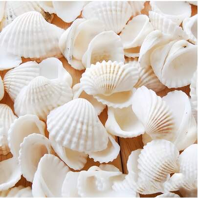 100g/200g/300g Ocean Style Fashionable White Striped Shell DIY Material Natural Snow Clam Micro Landscape Gish Tank Landscaping Mediterranean Wind Chime Photo Frame Production Decorative Accessories,Handmade Souvenirs, Beautiful Homemade Marine Style Series Of DIY Materials, Colorful Charming Seashell Wall Decor.