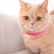 1PCS Pet Cat Dog Flea Collar Lice Mosquito Hate Smell Collar Kangtai Collar, Pet Mosquito Repellent Collar, Dog Stuff, Dog Collar, Cat Stuff, Collars - Random - View 3