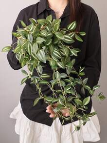 1/2株仿真植物，藤蔓装饰，4种可选：A. 红色眉叶，B. 绿色眉叶，C. 胡椒草，D. 网草薄荷叶。绿色装饰品，不含花盆，适合全年装饰，可用于学校宿舍、办公室、派对、生日、家居、酒店、餐厅、客厅、卧室、婚礼、情人节、春夏装饰、厨房和花园。